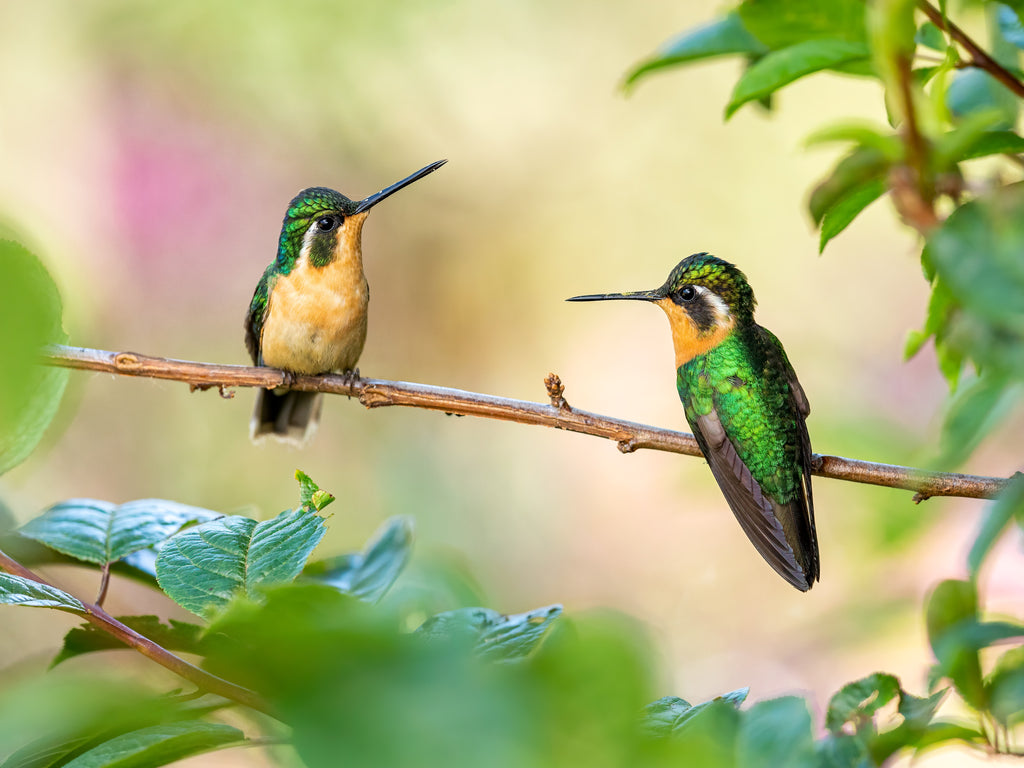 Recycle & Rejoice: Transforming Your Garden with Sustainable Hummingbird Feeders