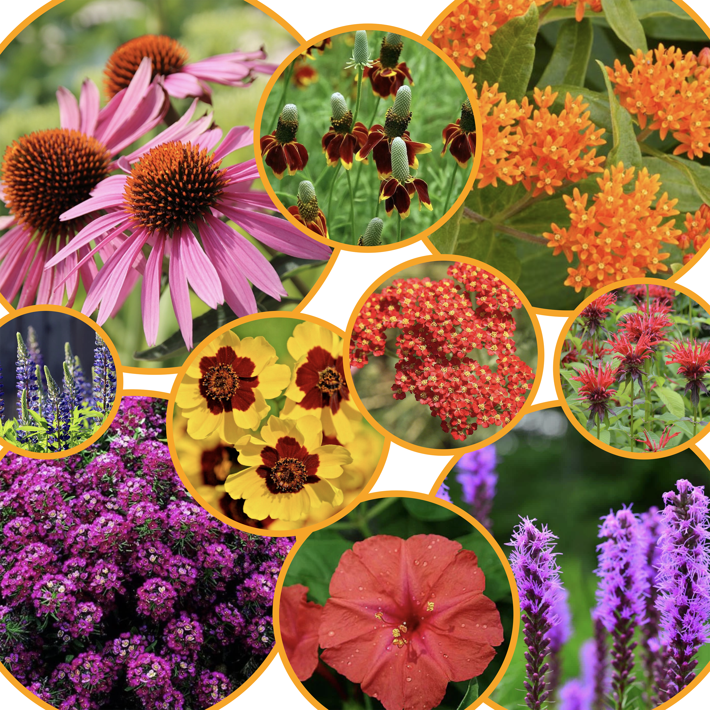 pollinator wildflower seeds Perennial Wildflower Pollinator Seed Pack
